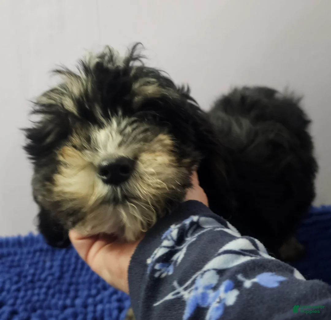Sheepadoodle dogs for sale: Black and tan boy Sheepadoodle  - Ad 2