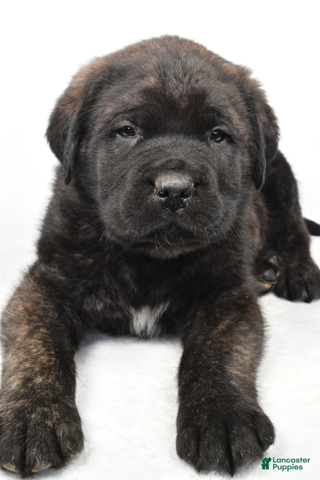 English Mastiff dogs for sale: Boxer - Ad 3