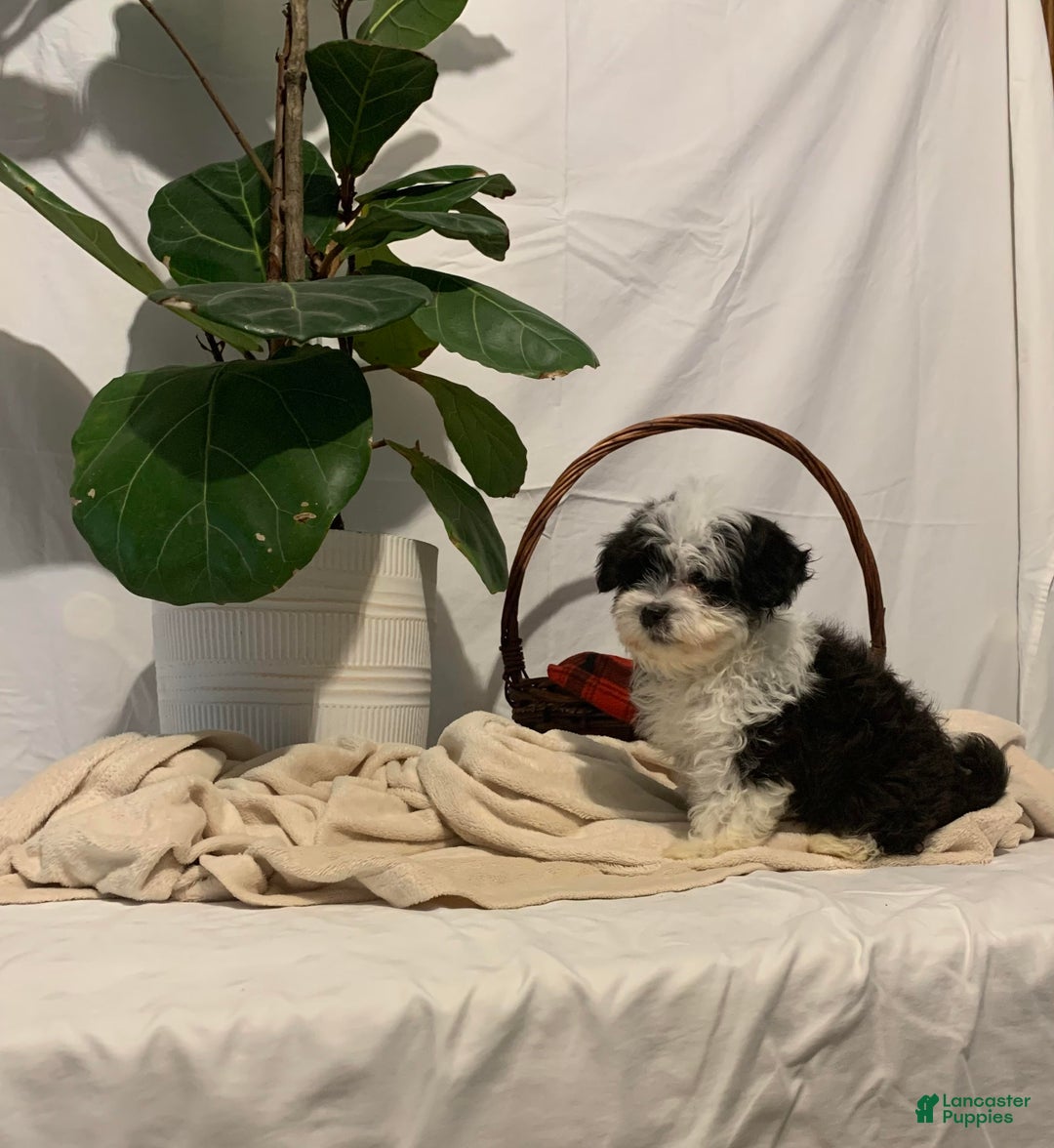 Havanese dogs for sale: Indie - Ad 7