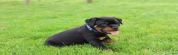Rottweiler dogs for sale: Knox - Ad 9