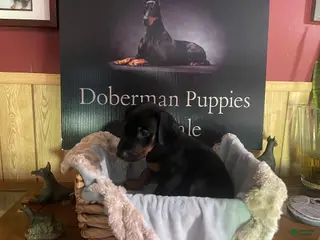 Doberman Pinscher dogs Dark green Collared male - Ad 9