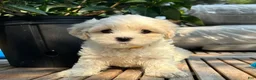 Mixed Breed dogs for sale: Sassy - Ad 1