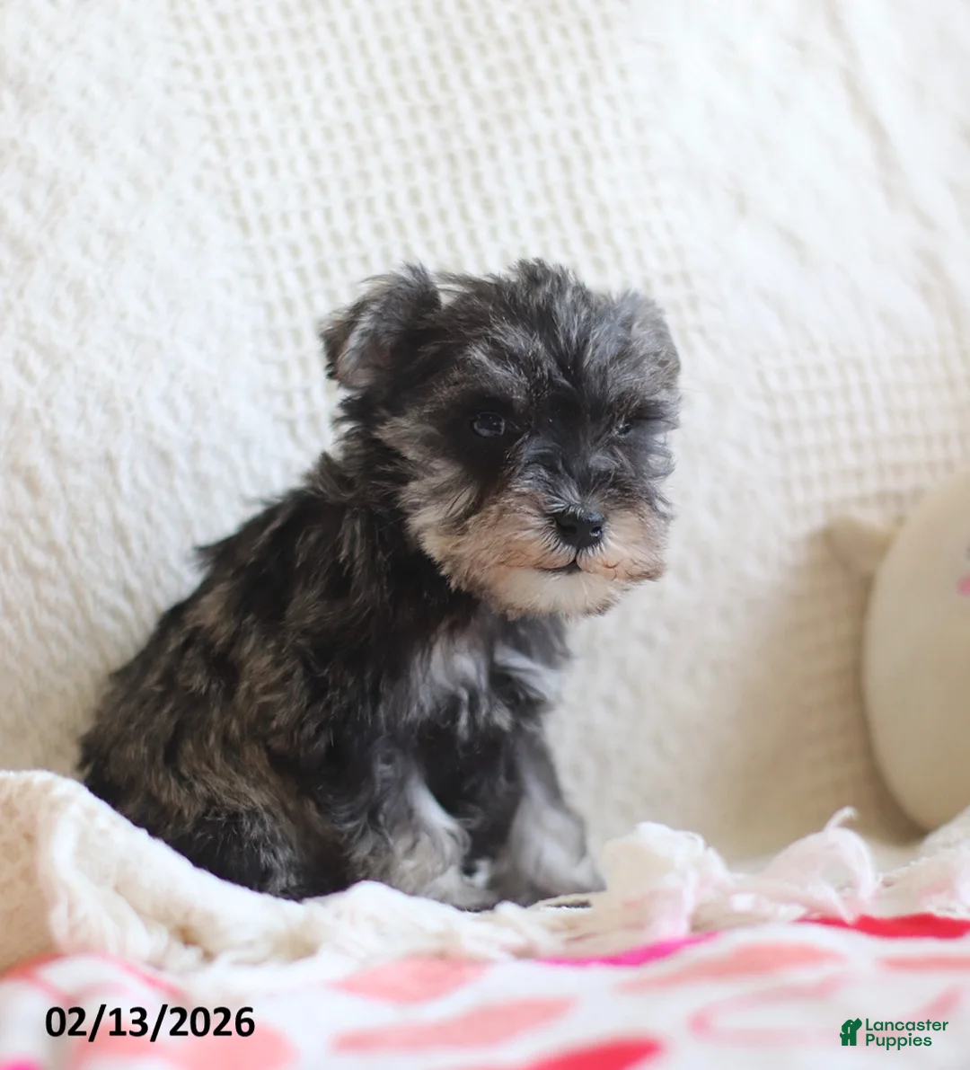 Miniature Schnauzer dogs for sale: Sandy - Ad 4
