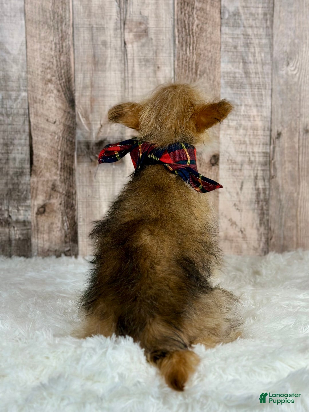 Morkie dogs for sale: Girl Ocean - 0002 - Ad 3