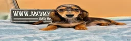 Miniature Dachshund dogs for sale: AKC GCH Frapp Russian blue eye - Ad 15