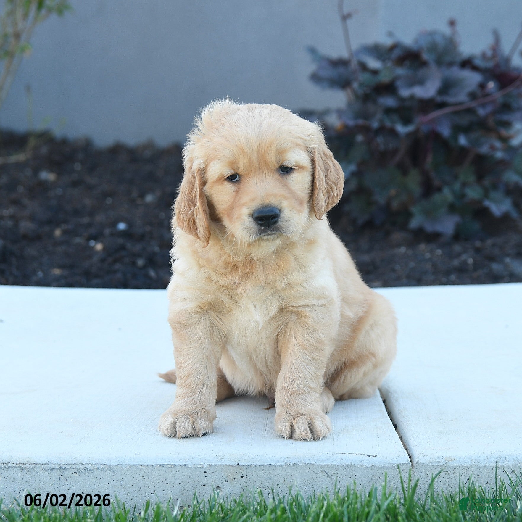 Golden Retriever dogs for sale: Woody - Ad 4