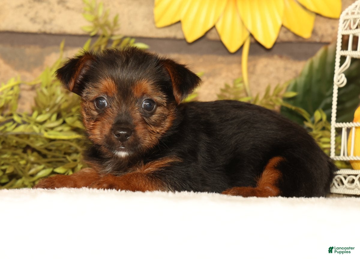 Yorkshire Terrier dogs Vivian - Ad 2