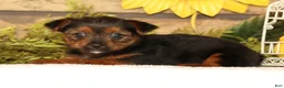 Yorkshire Terrier dogs for sale: Vivian - Ad 2
