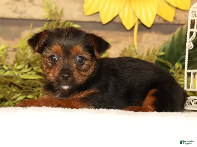 Yorkshire Terrier dogs Vivian - Ad 2