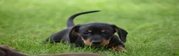 Miniature Dachshund dogs for sale: Slinky - Ad 13