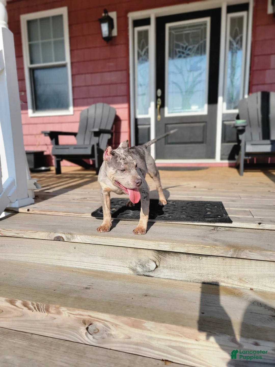 American Bully dogs for sale: Amiri - Ad 9