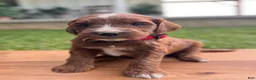 Irish Doodle dogs for sale: Hazel - Ad 3