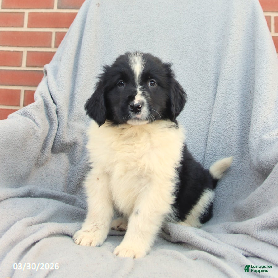 Newfoundland dogs Mia  - Ad 1