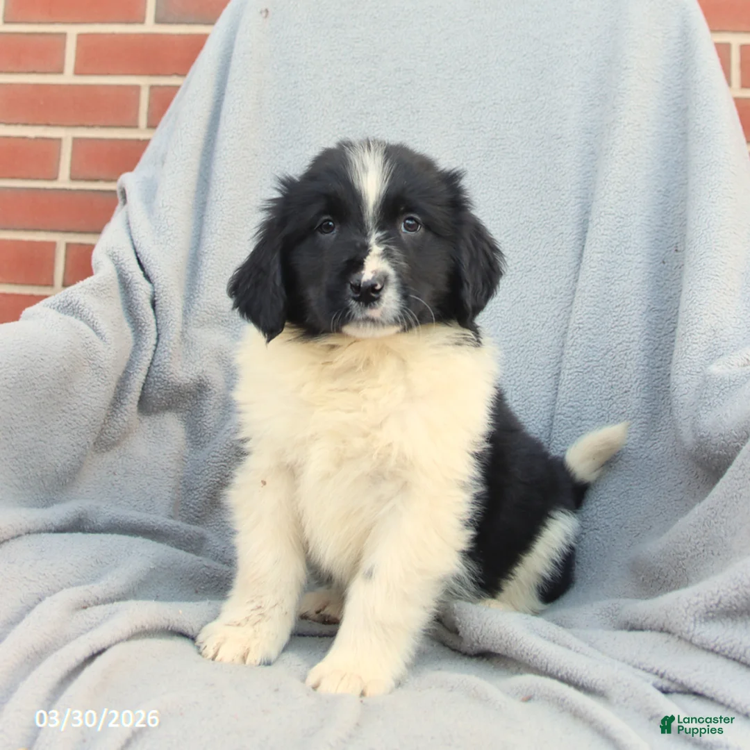 Newfoundland dogs for sale: Mia  - Ad 1