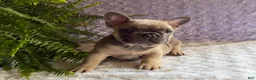 French Bulldog dogs for sale: Smokey - Ad 4