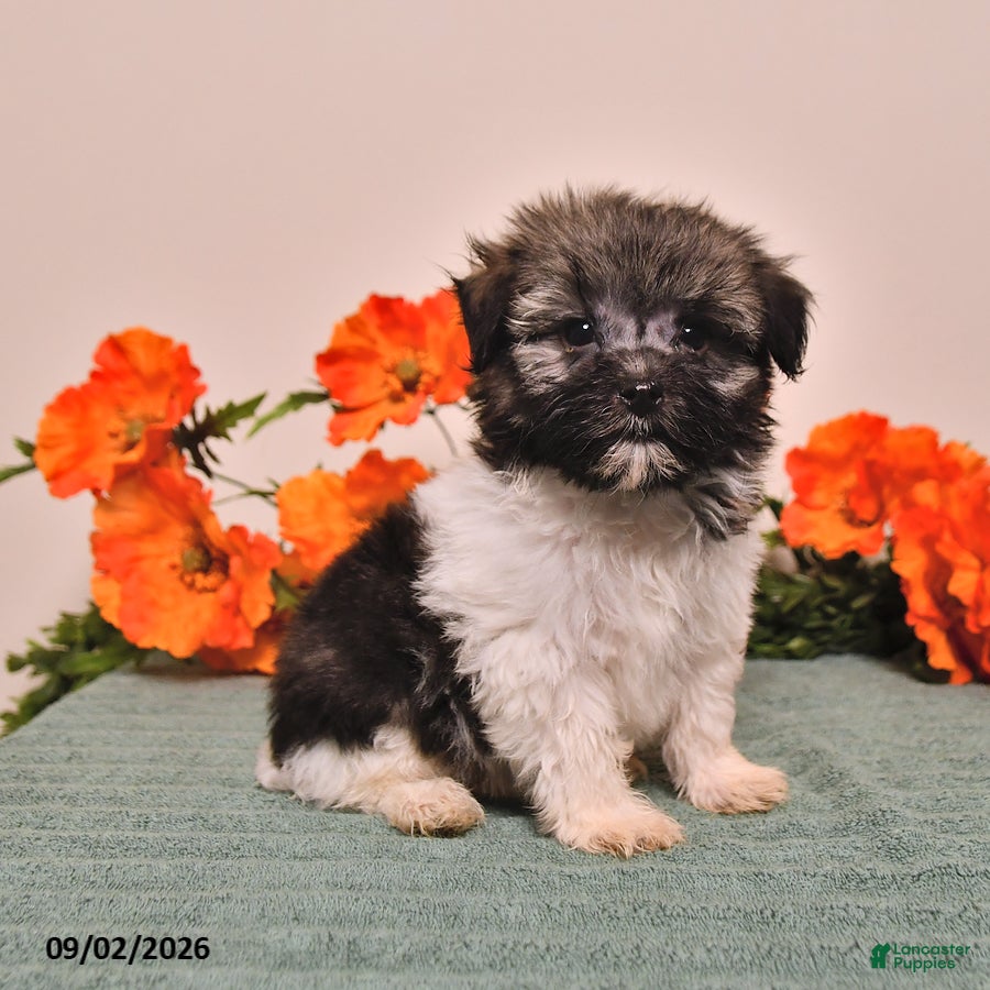 Havanese dogs Heidi - Ad 1