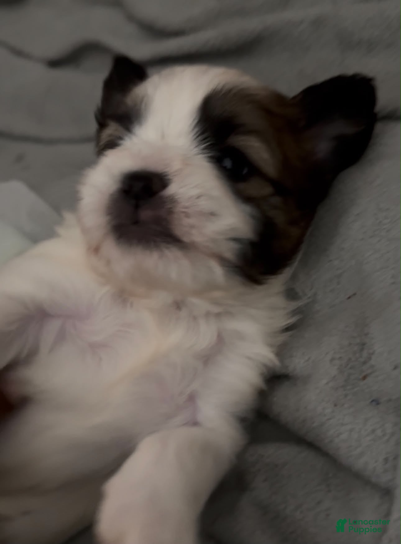 Shorkie dogs for sale: Shorkie 1 - Ad 29