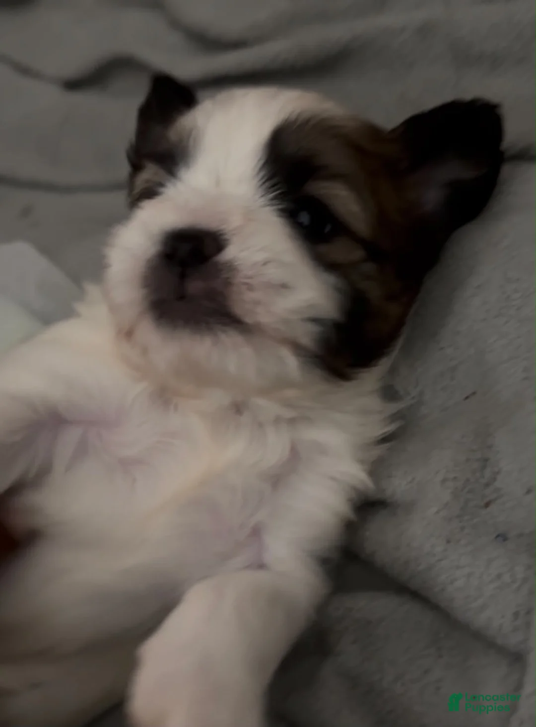 Shorkie dogs for sale: Shorkie 1 - Ad 1