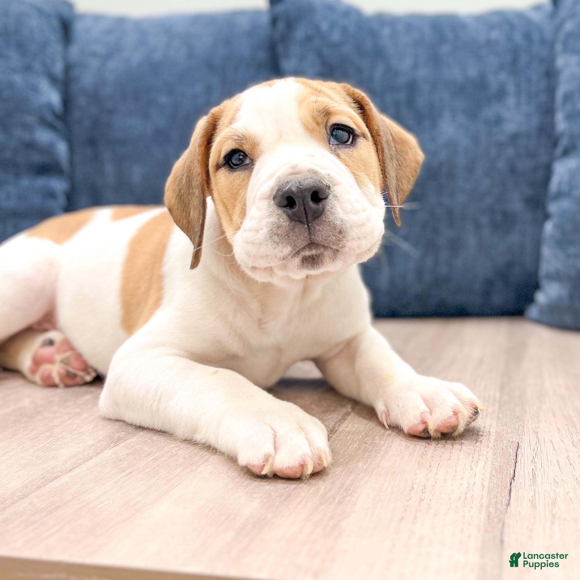 Beabull dogs Cody - Ad 2