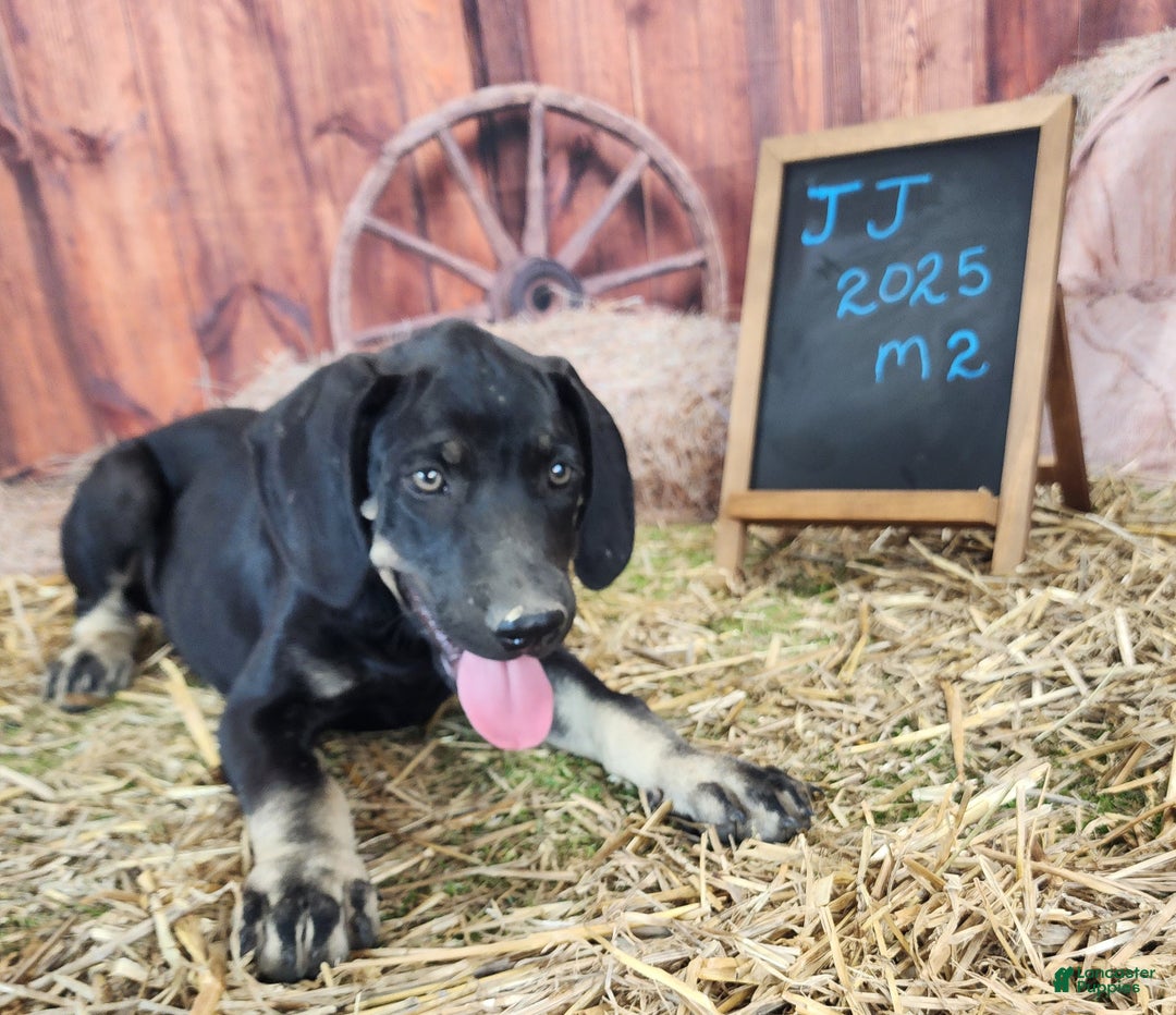 Catahoula Leopard Dog dogs for sale: JJ 2025 Male 2 - Ad 12