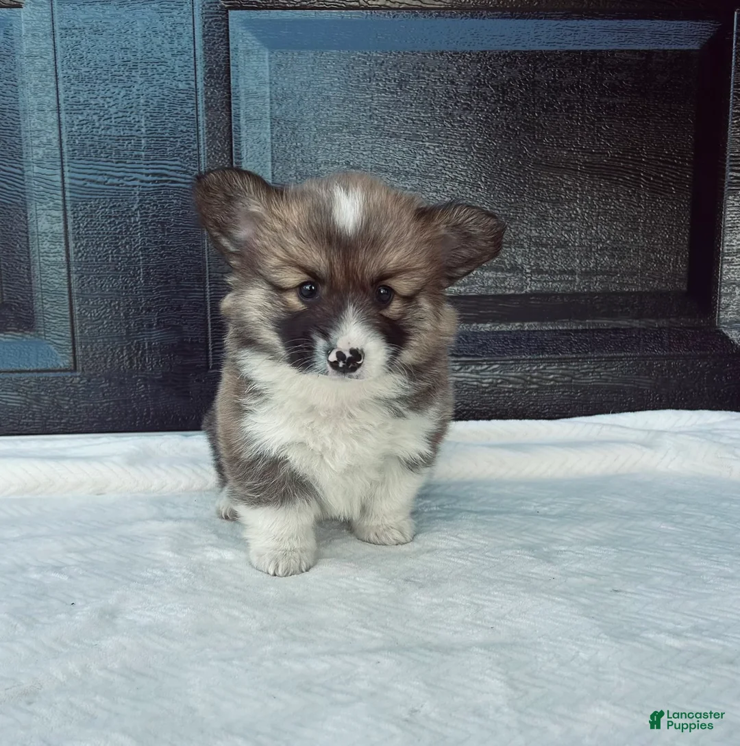 Welsh Corgi Pembroke dogs for sale: Roland Welsh Corgi Pembroke Puppy  - Ad 1