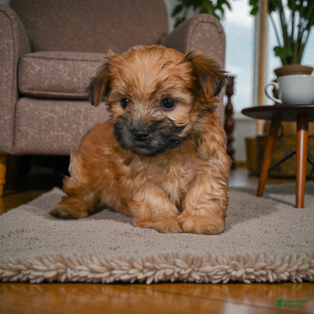 Morkie dogs for sale: KALA - Ad 5