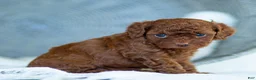 Toy Poodle dogs for sale: Rosy Toy Poodle Puppy  - Ad 2