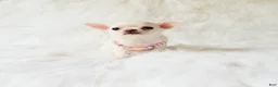 Chihuahua dogs for sale: Liam - Ad 5