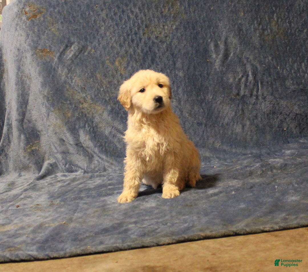 Golden Retriever dogs for sale: Candy - Ad 1