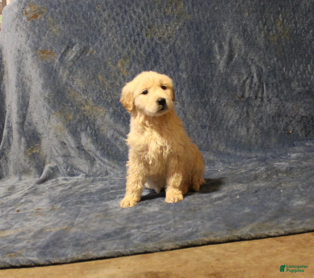 Golden Retriever dogs for sale: Candy - Ad 1