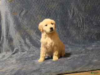 Golden Retriever dogs Candy - Ad 29