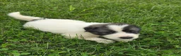 Great Pyrenees dogs for sale: Cupid - Ad 8