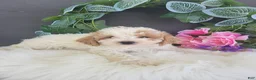 Bichpoo dogs for sale: Mr Billy - Ad 2