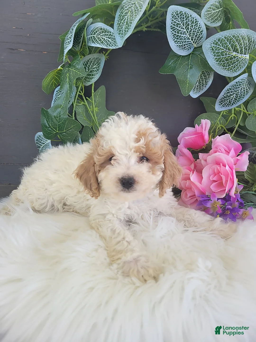 Bichpoo dogs for sale: Mr Billy - Ad 2