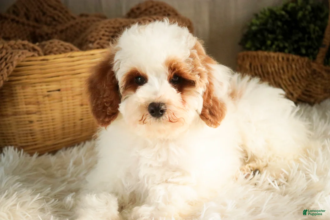 Miniature Poodle dogs for sale: Rozz - Ad 5