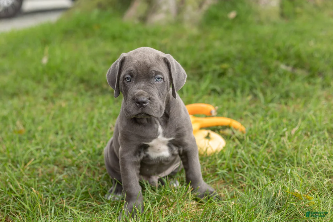 Cane Corso dogs for sale: Sarge  - Ad 1