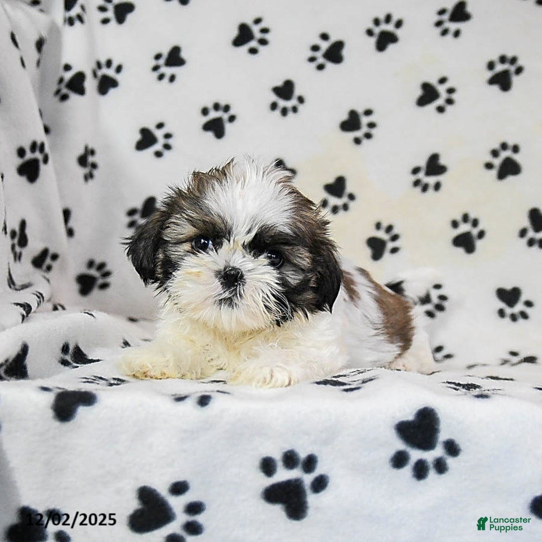 Shih Tzu dogs for sale: Pepper - Ad 4
