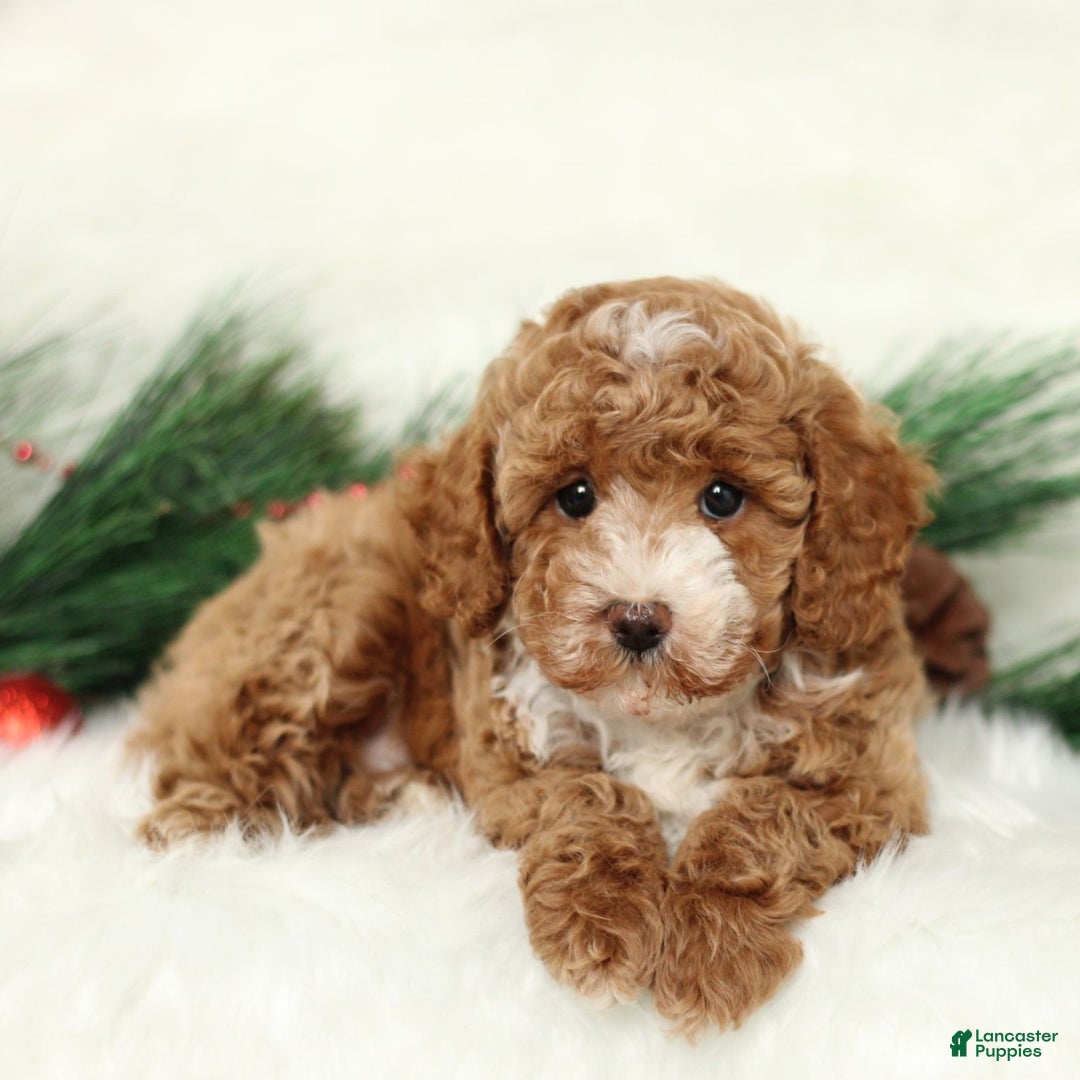 Toy Poodle dogs for sale: Jess  - Ad 3