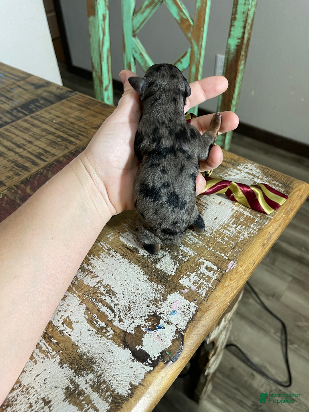 Miniature Poodle dogs for sale: Akc Blue Merle Phantom  - Ad 5