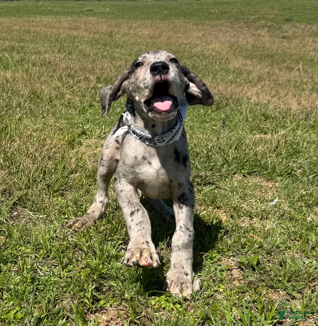 Great Dane dogs for sale: Euro Merle Chandler  - Ad 2