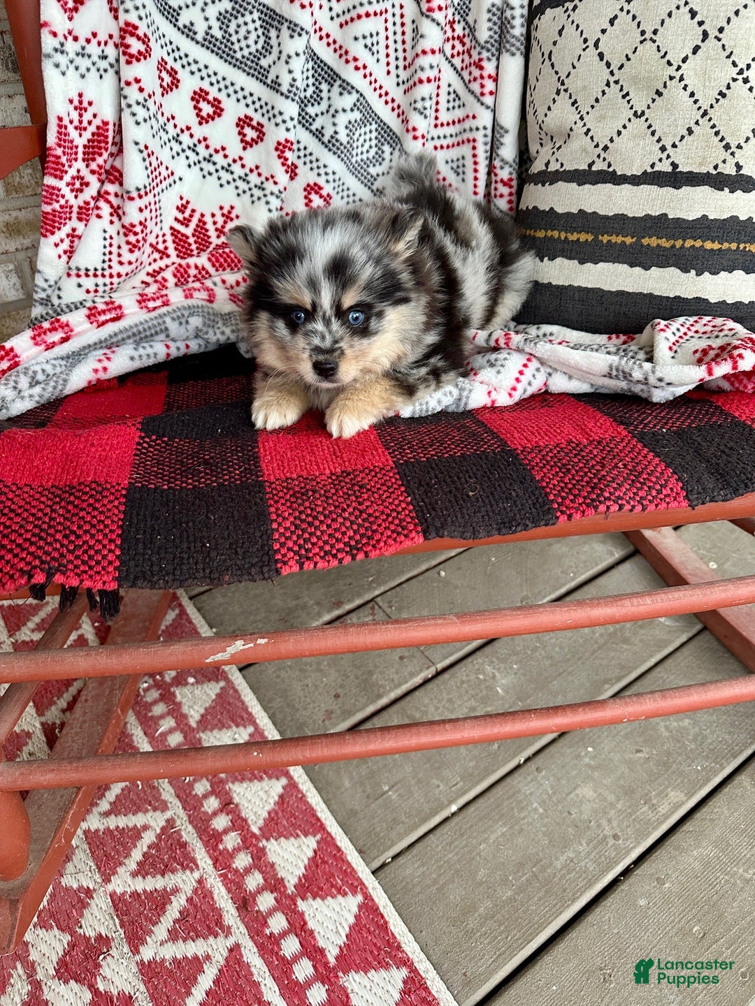 Pomsky dogs for sale: Mini Pomsky Lilly - Ad 5