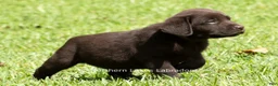 Labrador Retriever dogs for sale: Ezra - Ad 5