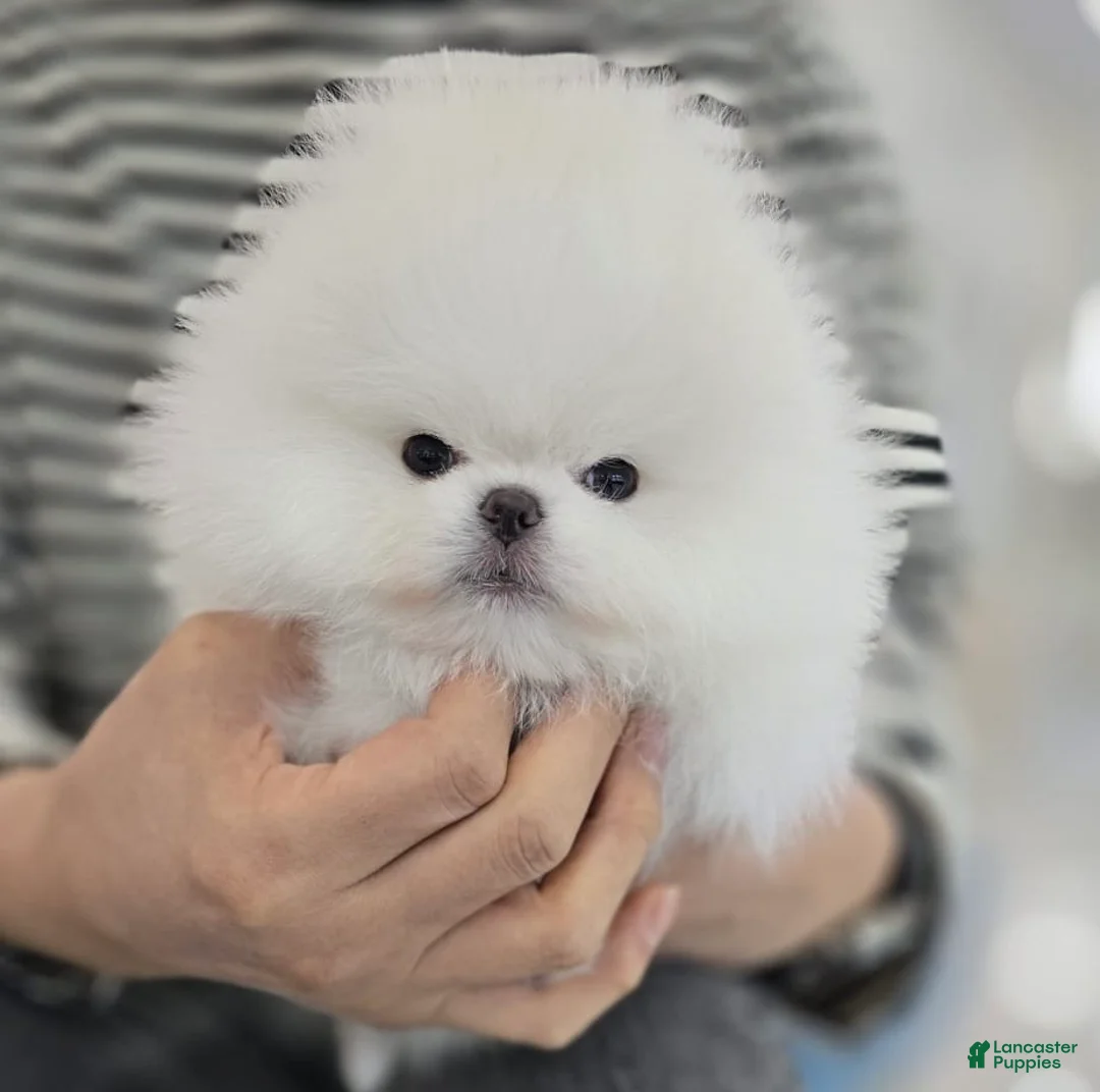 Pomeranian dogs for sale: Pomeranian Puppy - Ad 2