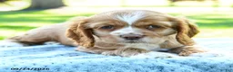 Cocker Spaniel dogs for sale: Mocha - Ad 3