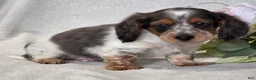 Miniature Dachshund dogs for sale: Rosco - Ad 4