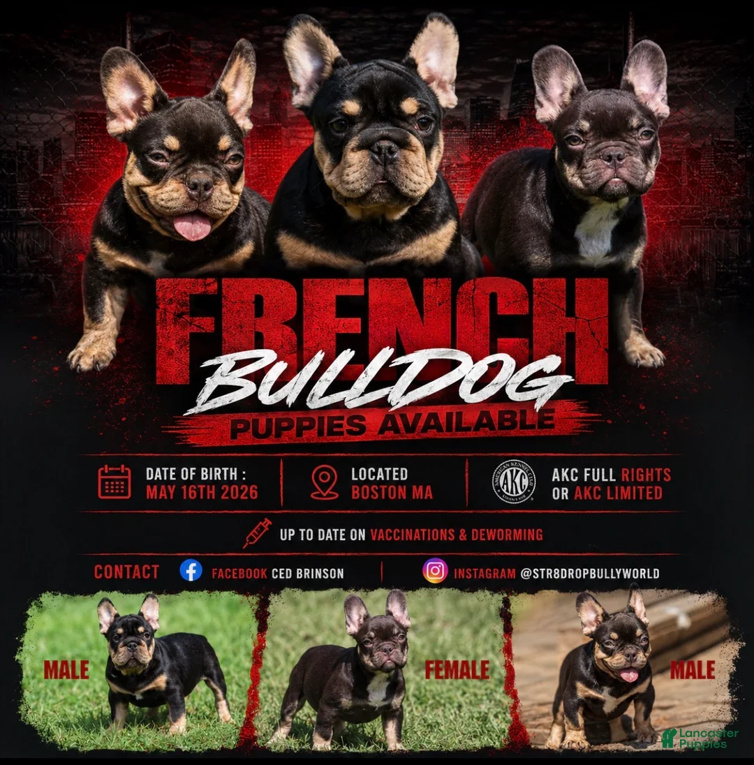 French Bulldog dogs for sale: French Bulldog 2 - Ad 5