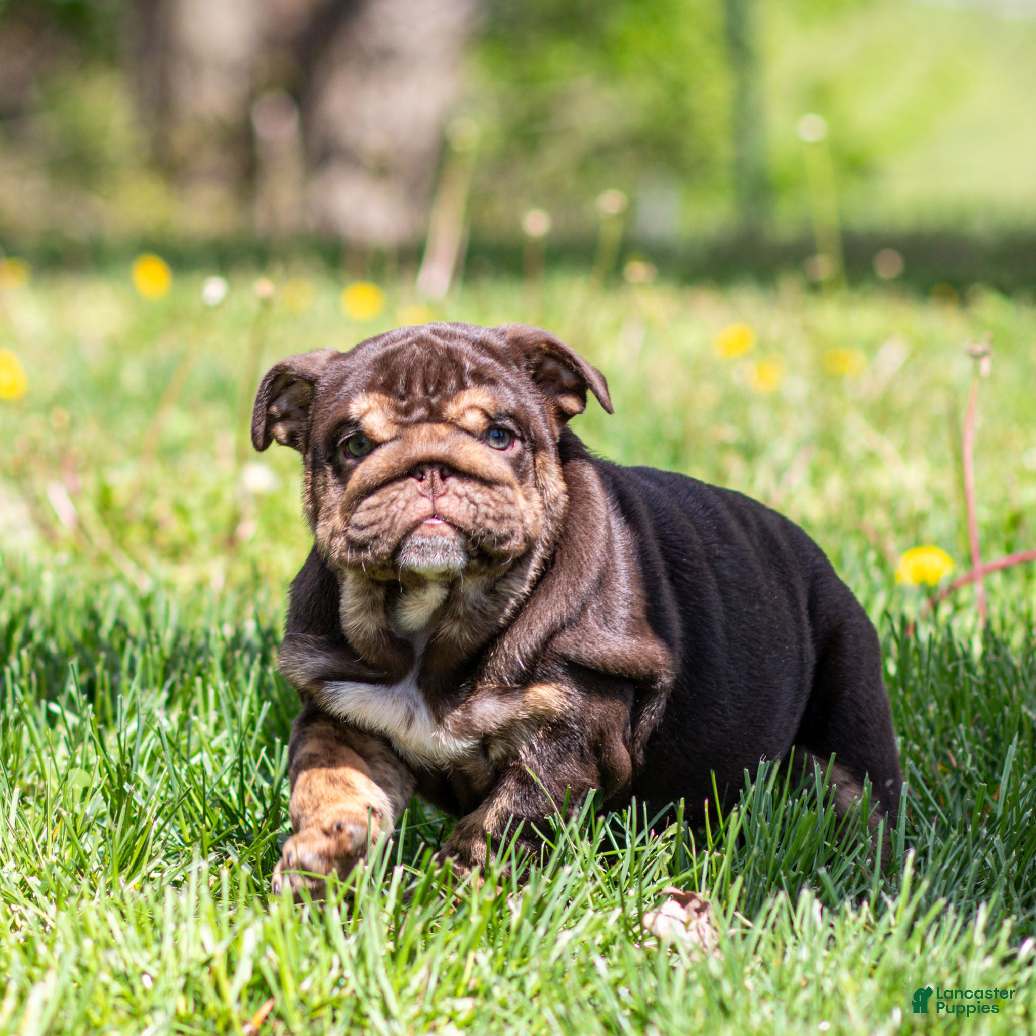 English Bulldog dogs Chanel Cocoa English Bulldog Puppy  - Ad 1