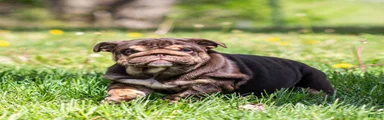 Chanel Cocoa English Bulldog Puppy 
