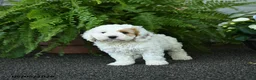 Cockapoo dogs for sale: Cash - Ad 2