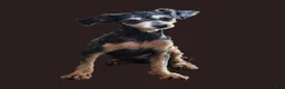 Toy Poodle dogs for sale: Snuggles - Ad 11
